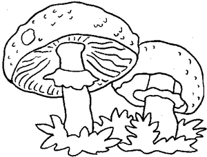 Paddestoelen Kleurplaat. Paddestoelen Kleurplaten 