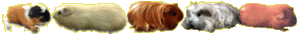 Dieren Lijnen 