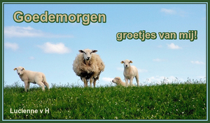 Plaatjes Goedemorgen Schaap Plaatje klein 