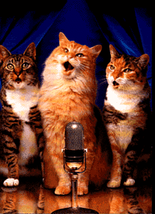 Muziek plaatjes Dieren muziek Zingende Katten