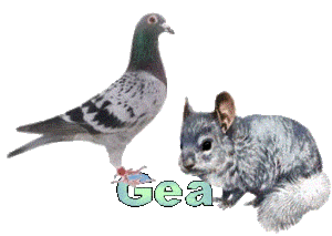 Naamanimaties Gea 