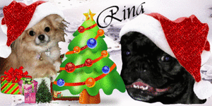 Naamanimaties Rina 