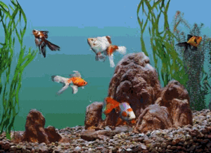 Plaatjes Aquarium Aquarium Met Mooie Vissen