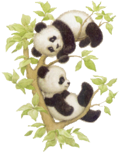Plaatjes Beren panda 2 Pandas In Een Boom
