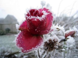 Bloemen Plaatjes Vorst Dauw