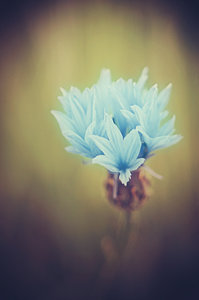 Bloemen Plaatjes 