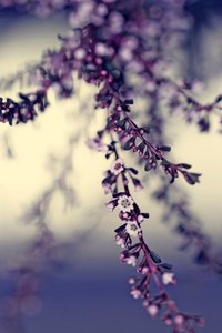 Bloemen Plaatjes 