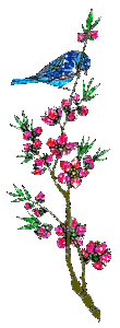 Bloemen Plaatjes 