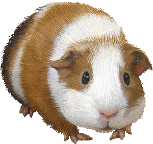 Cavia Plaatjes Cavia Kijkt Lief