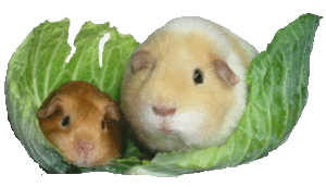 Cavia Plaatjes 