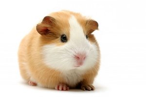 Cavia Plaatjes Snoezige Cavia