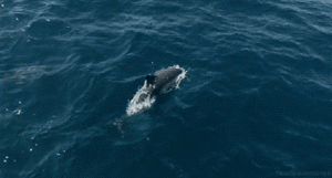 Dolfijnen Plaatjes Dolfijn Zwemmen