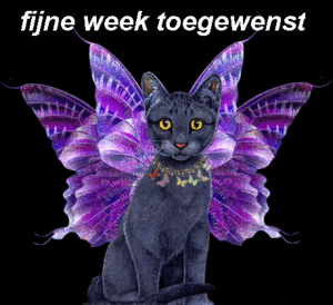 Plaatjes Fijne 