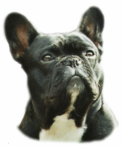 Plaatjes Franse bulldog 