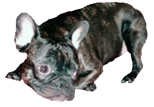 Plaatjes Franse bulldog Franse Bulldog