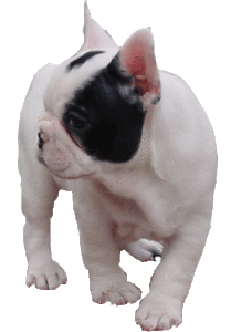 Plaatjes Franse bulldog 