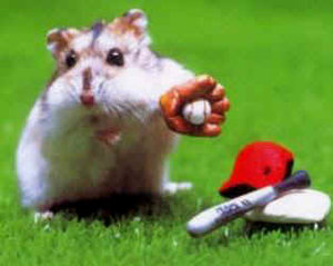 Plaatjes Funny hamsters 