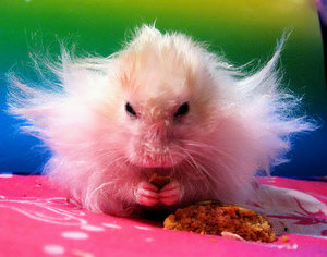 Plaatjes Funny hamsters 