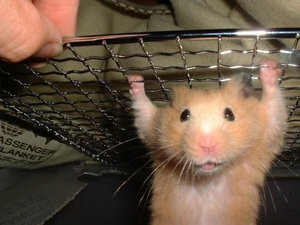 Plaatjes Funny hamsters 