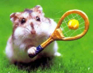 Plaatjes Funny hamsters 