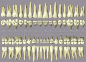 Plaatjes Gebit 