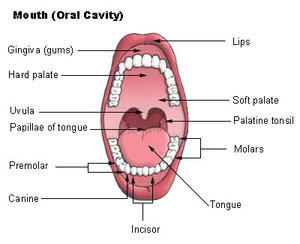 Plaatjes Gebit 