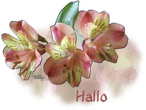 Plaatjes Hallo 