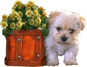 Honden Plaatjes 