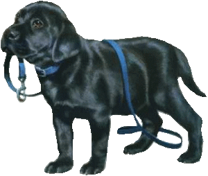 Honden Plaatjes 