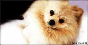 Honden Plaatjes 