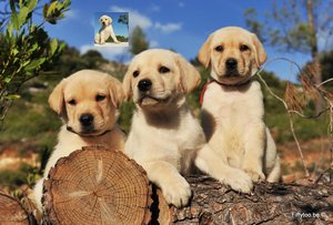 Honden Plaatjes Puppies