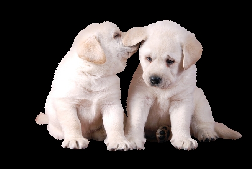 Honden Plaatjes Hondjes Die Aan Het Spelen Zijn