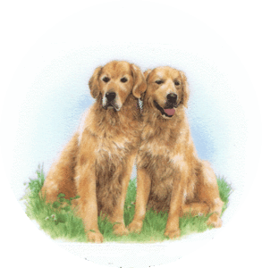 Honden Plaatjes 