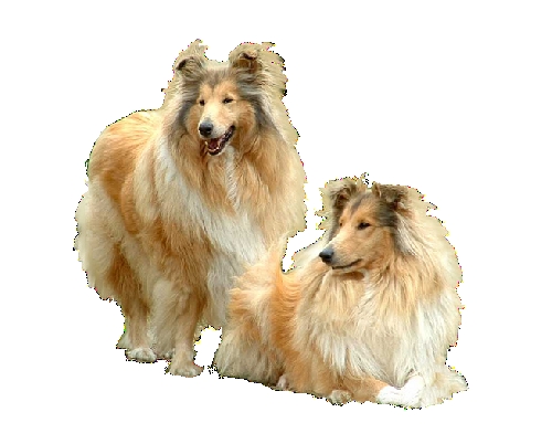Honden Plaatjes 
