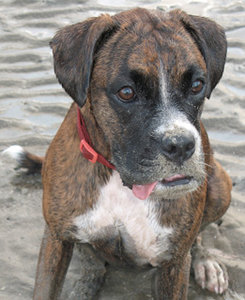 Honden Plaatjes 