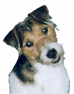 Jack russel Plaatjes 