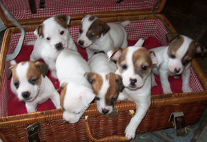 Jack russel Plaatjes 