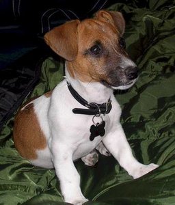 Jack russel Plaatjes 