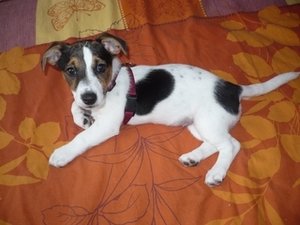 Jack russel Plaatjes 