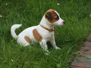 Jack russel Plaatjes 