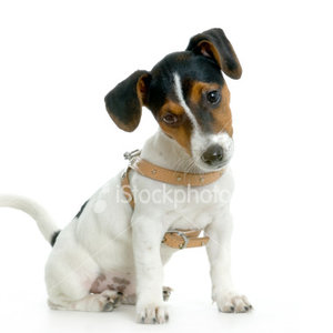 Jack russel Plaatjes 