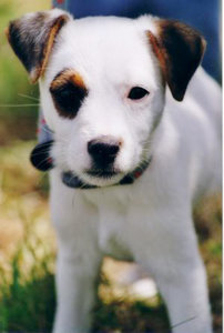 Jack russel Plaatjes Jack Russel Pup Vlek Op Oog