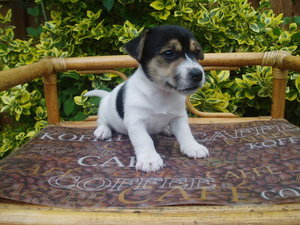 Jack russel Plaatjes Jack Russel Puppy