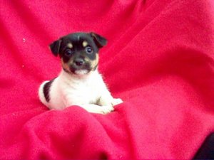 Jack russel Plaatjes 