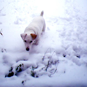 Jack russel Plaatjes 