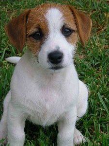 Jack russel Plaatjes 