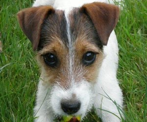 Jack russel Plaatjes 