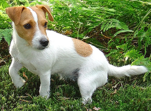 Jack russel Plaatjes 