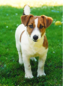 Jack russel Plaatjes 