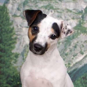 Jack russel Plaatjes 